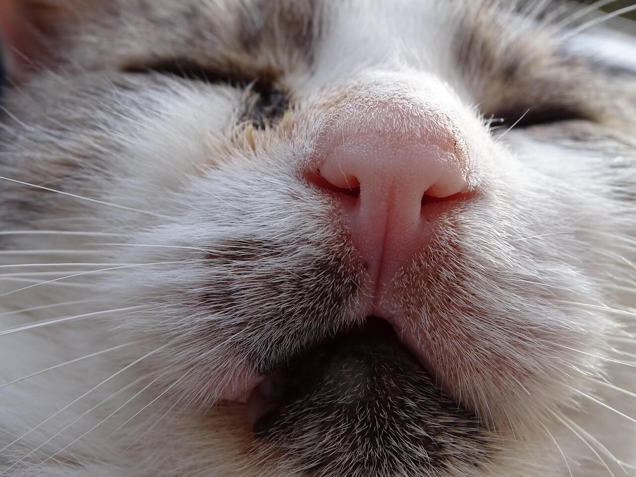 고양이가 낯선 냄새에 반응하는 이유 — 후각 속 감정의 언어