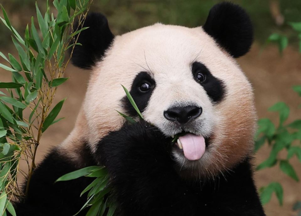 대나무 먹는 푸바오