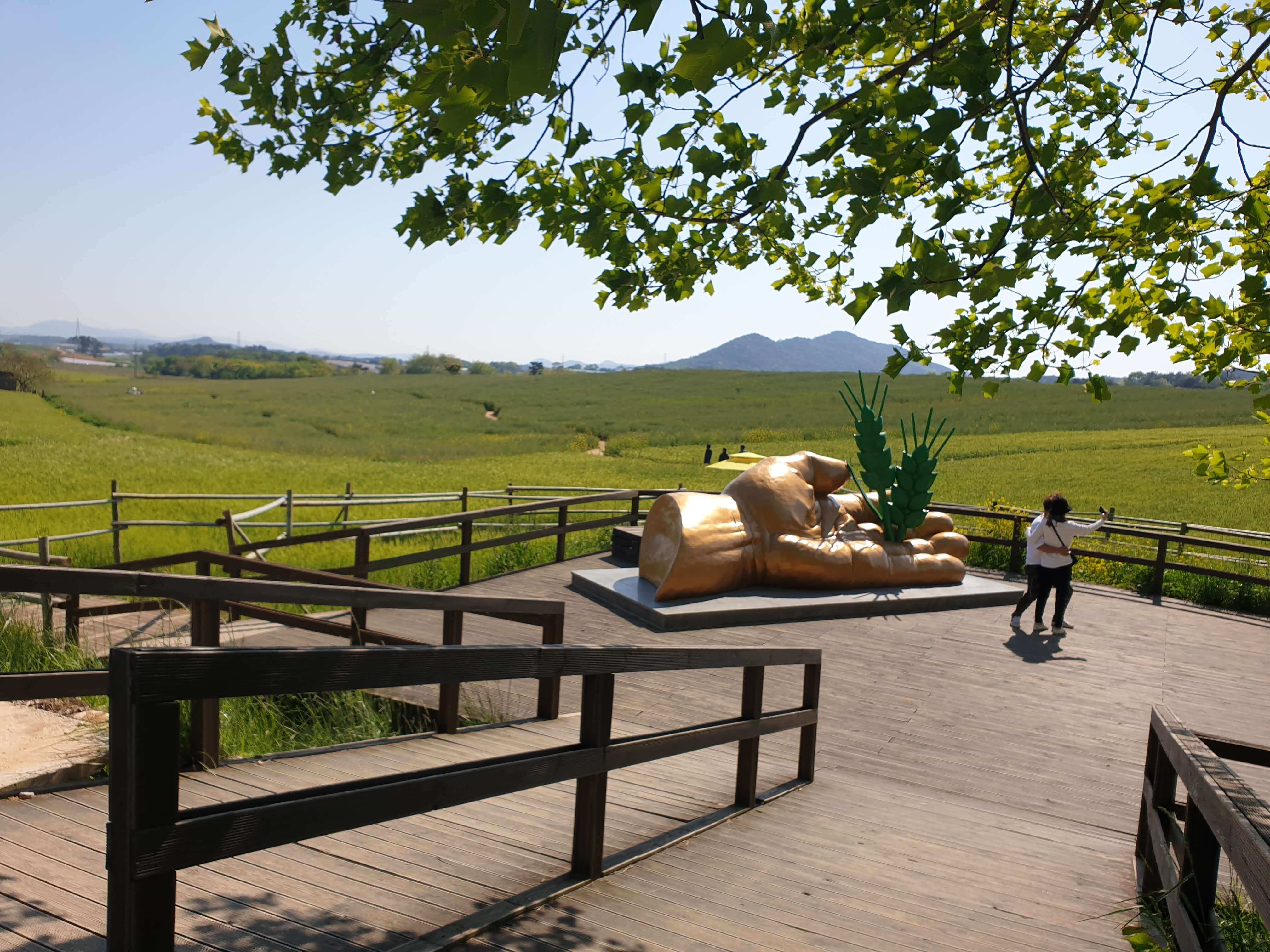 고창 학원농장 청보리밭