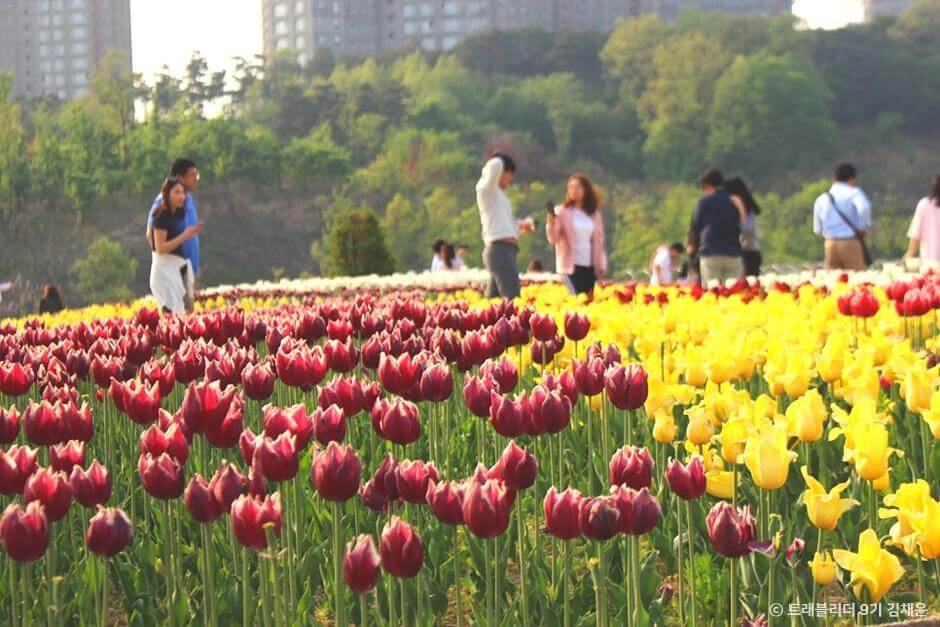 튤립명소 수원 광교호수공원