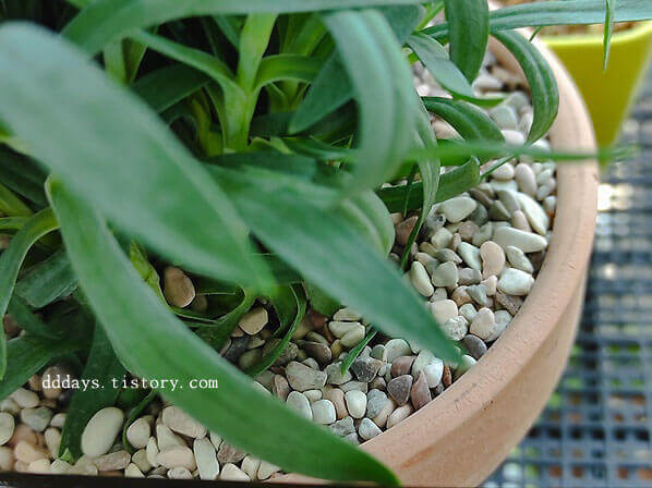 자갈이-깔린-화분