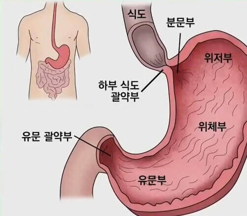 위의 해부학적 모습 설명