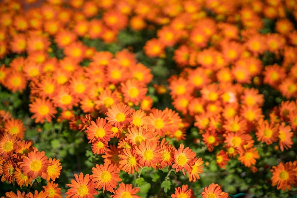 한림공원 부겐빌레아 축제
