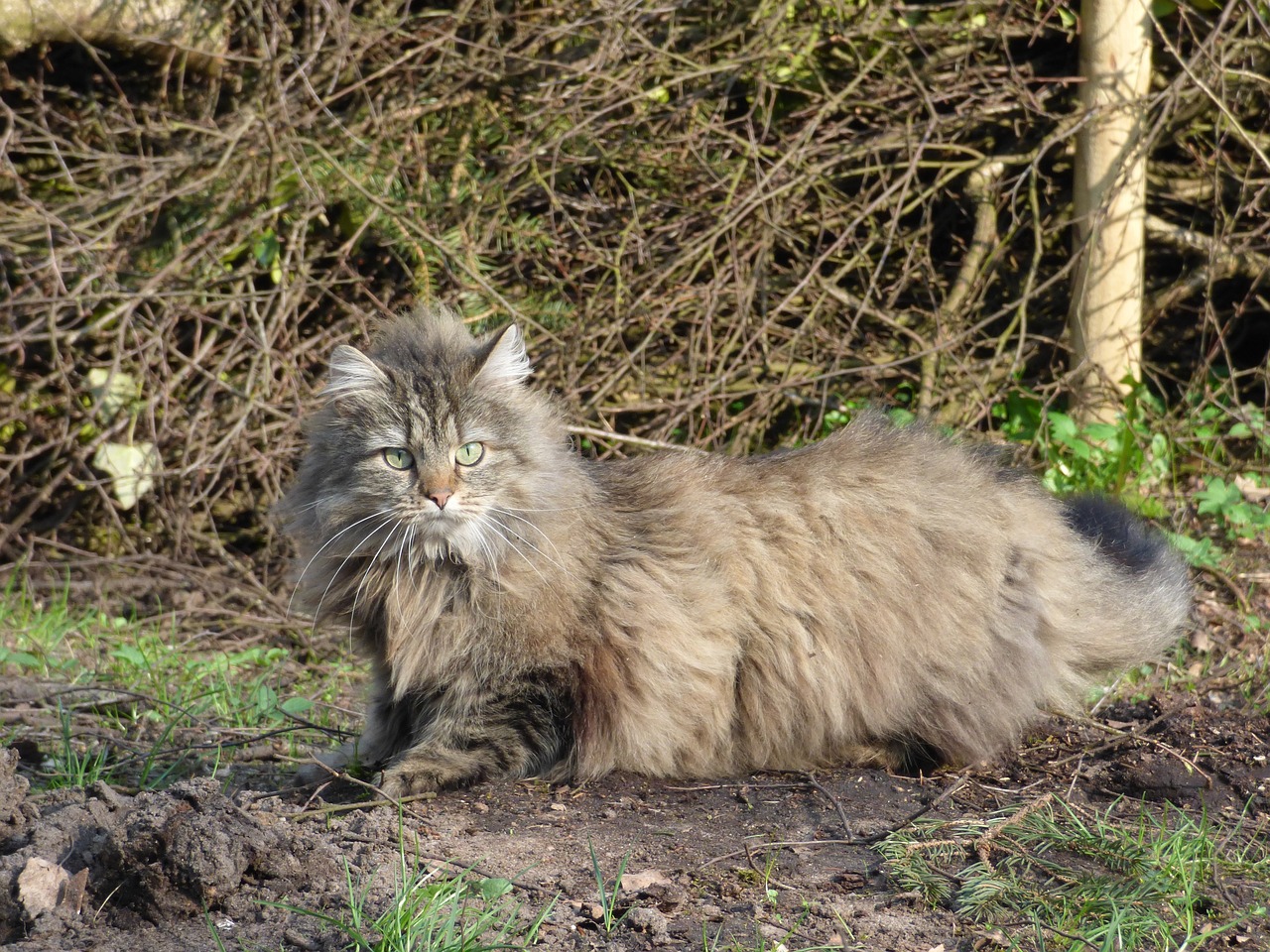노르웨이 숲(Norwegian Forest)4