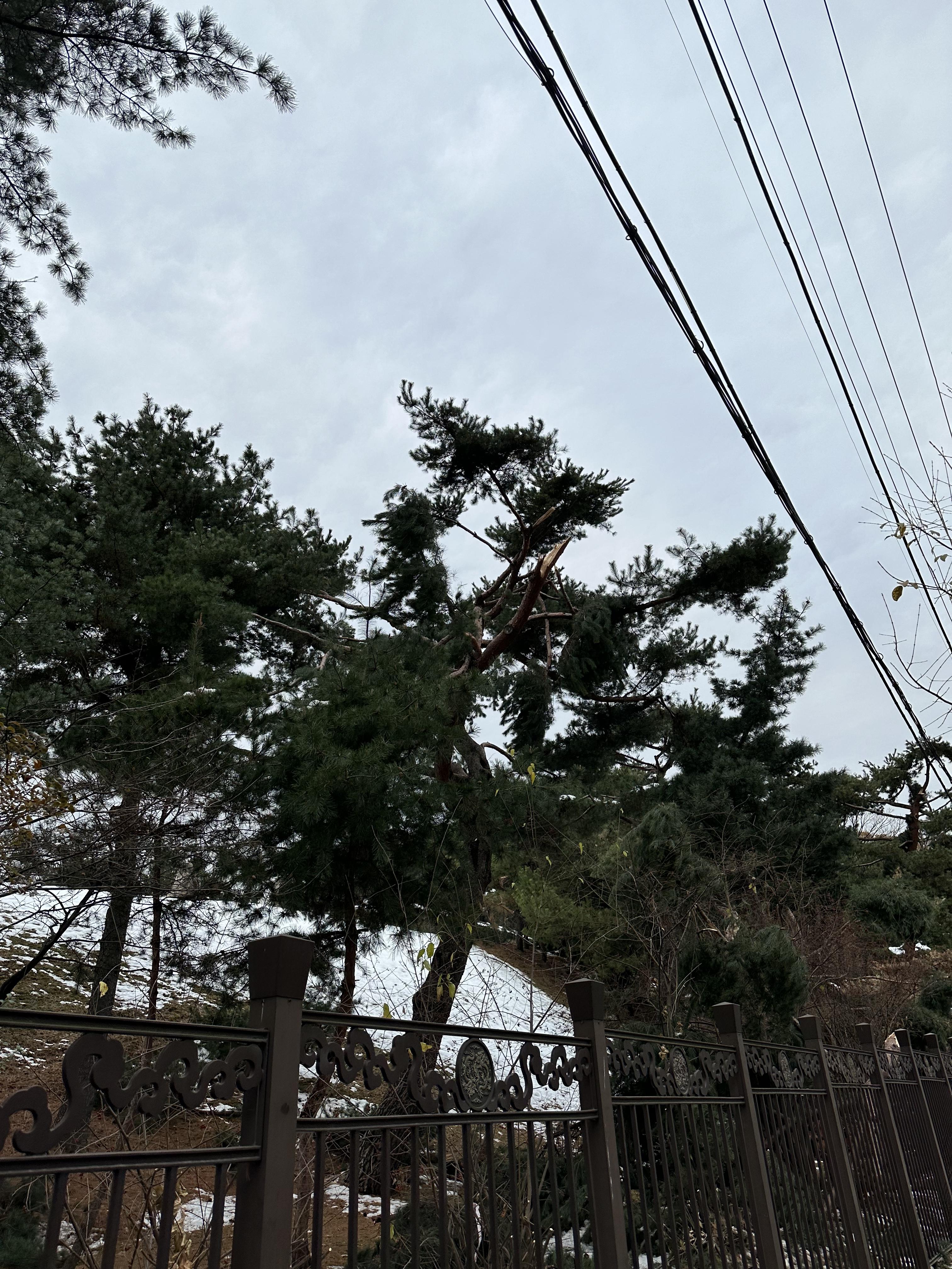 선릉과 정릉 나무피해3