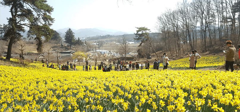 서산 유기방가옥 수선화 축제