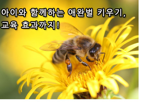 아이와 함께하는 애완벌 키우기, 교육 효과까지!