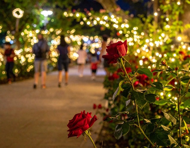 곡성 장미축제 주차장