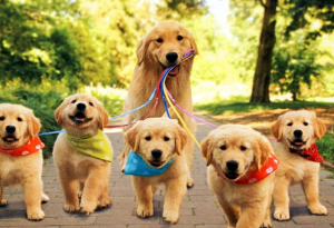 강아지가 새끼 강아지 5마리의 줄을 물고 가는 모습