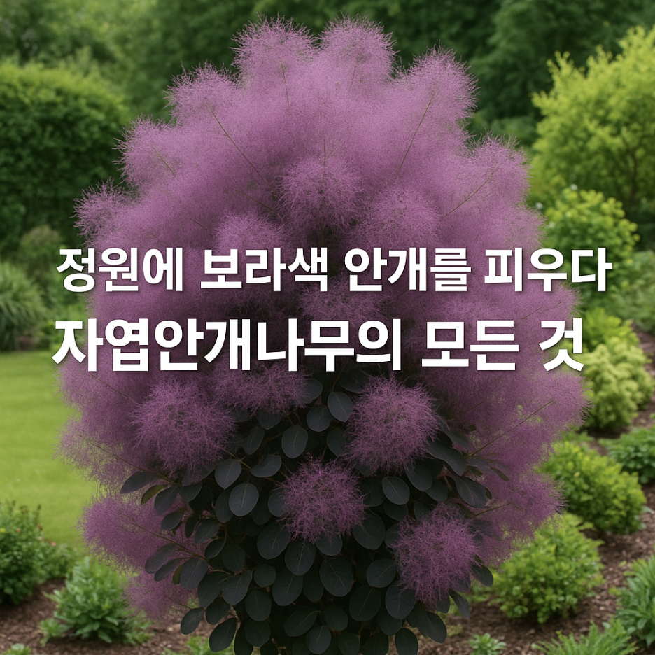 정원에 보라색 안개를 피우다, 자엽안개나무의 모든 것