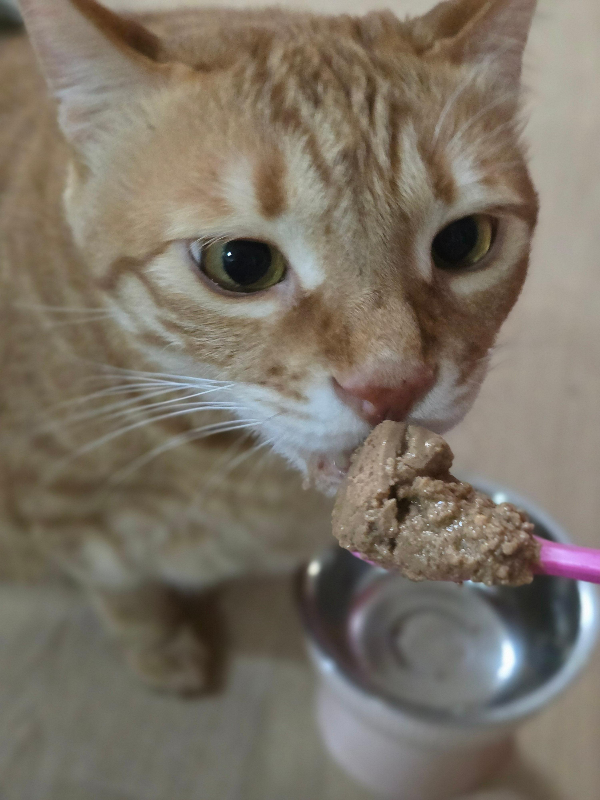 에프디와일드 주식캔 후기