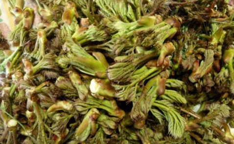 6시내고향-두릅