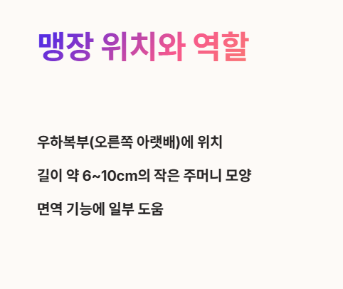 맹장 위치와 역할