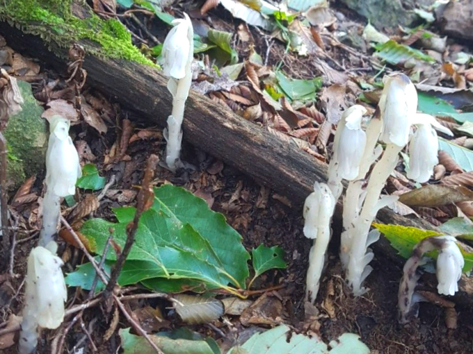 수정란풀을 처음 보고도 식물이라 믿기 어려웠던 순간들｜숲속에서 기준이 바뀐 기록