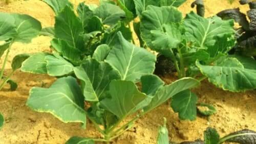 배추과-작물의 연작장해-돌려짓기