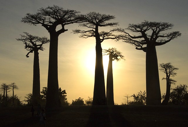 바오밤나무 사진