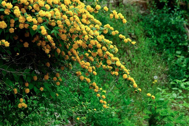 화담숲 입장료 예약