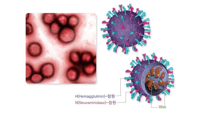 인플루엔자 바이러스 구조