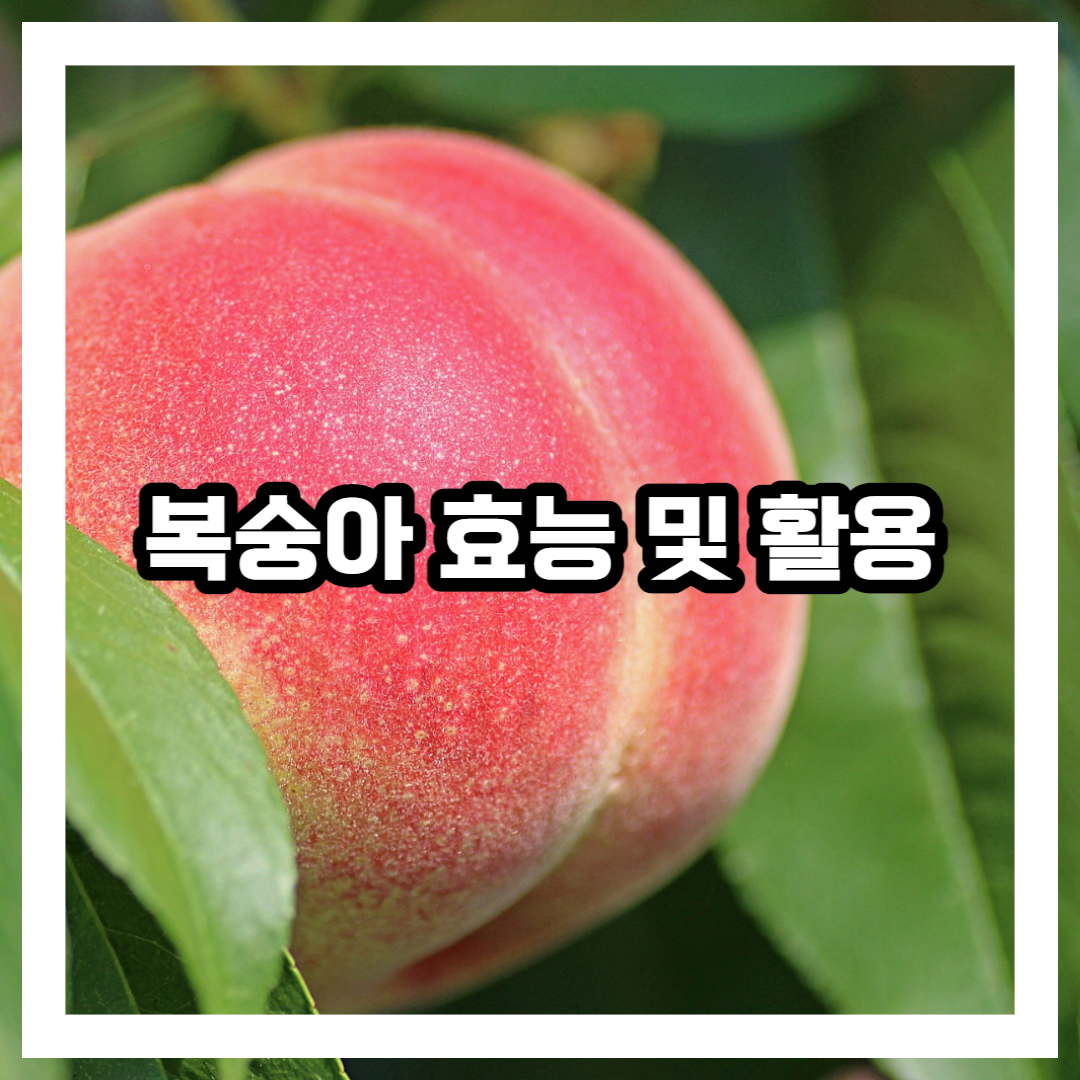 복숭아 과일 사진 썸네일