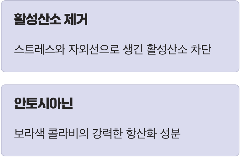 노화의 주범을 막는 항산화 방패