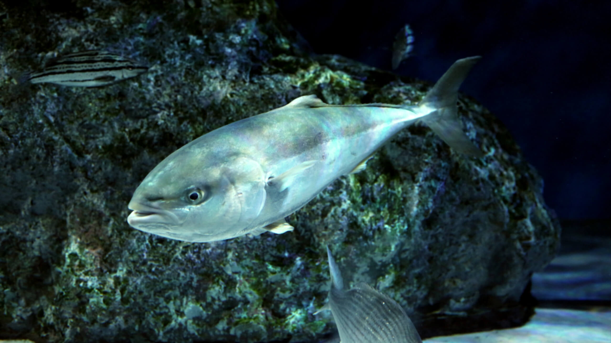 단백질과 비타민B군이 풍부한 방어