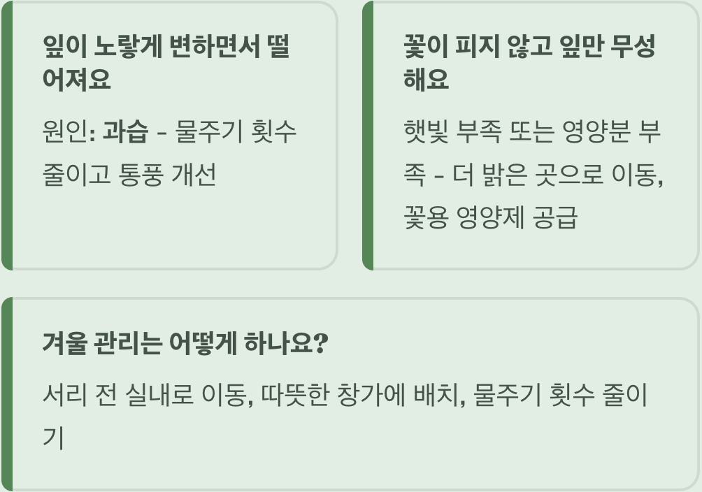 실패 없는 임파첸스 키우기 A to Z (물주기&amp;#44; 햇빛&amp;#44; 흙)