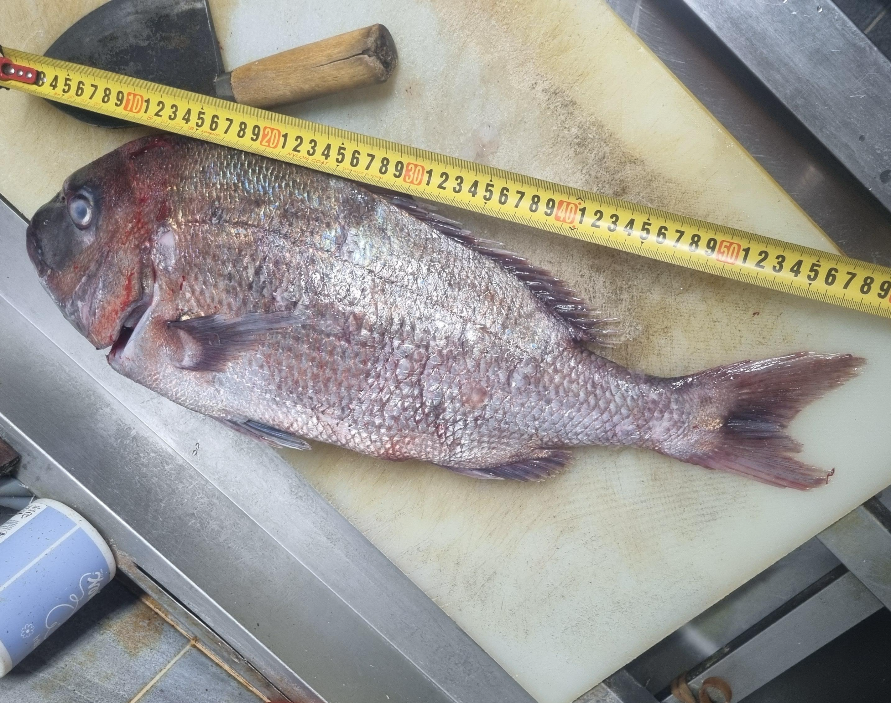 송도전어맛집, 송도대방어