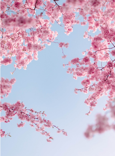 만개한 벚꽃 사진