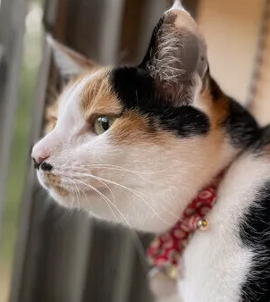 고양이가 장마철에 컨디션이 나빠지기 쉬운 이유, 주의할 점