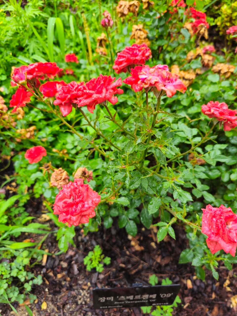 발달장애인 가족 상담 지원 해외모델