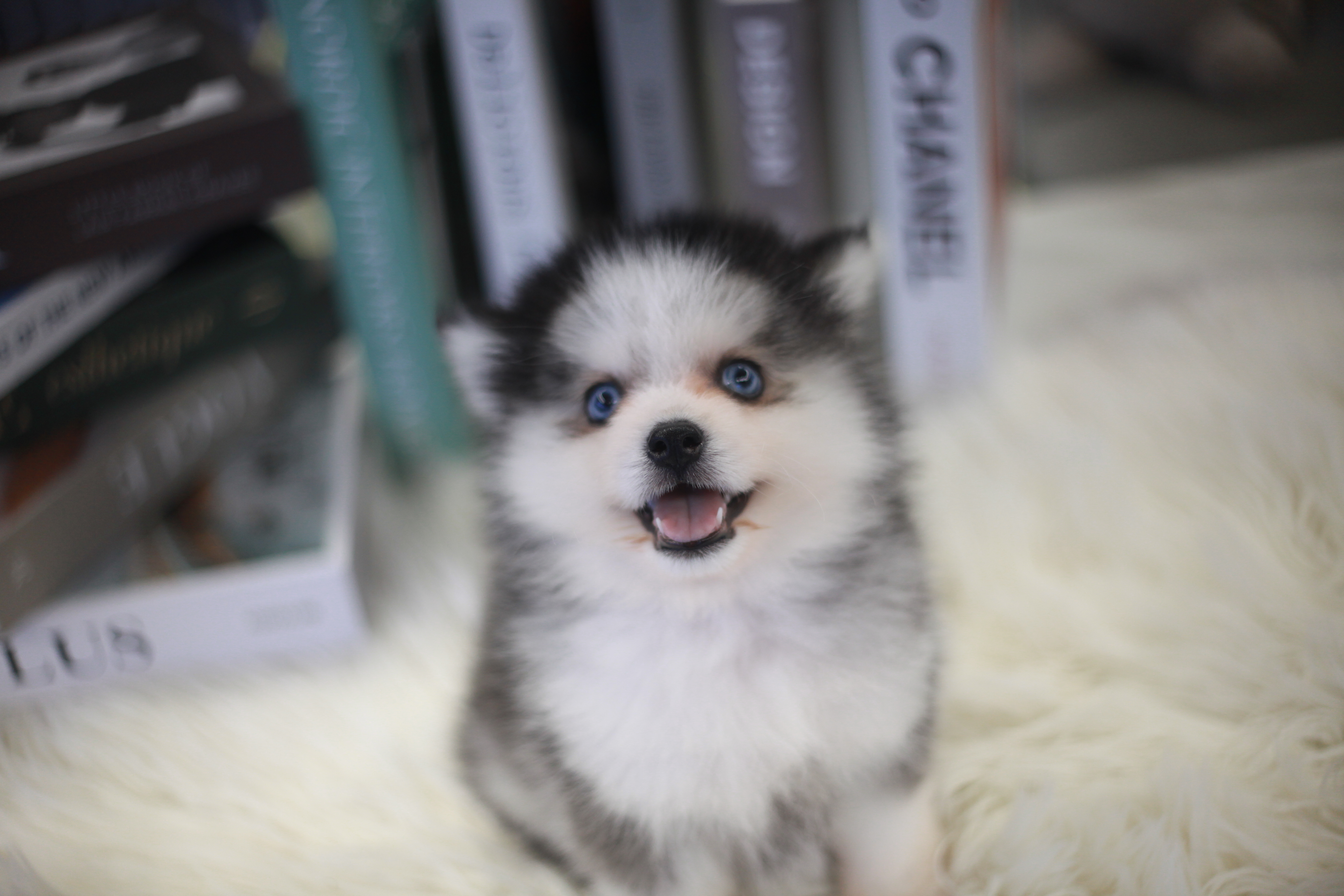 미니허스키분양