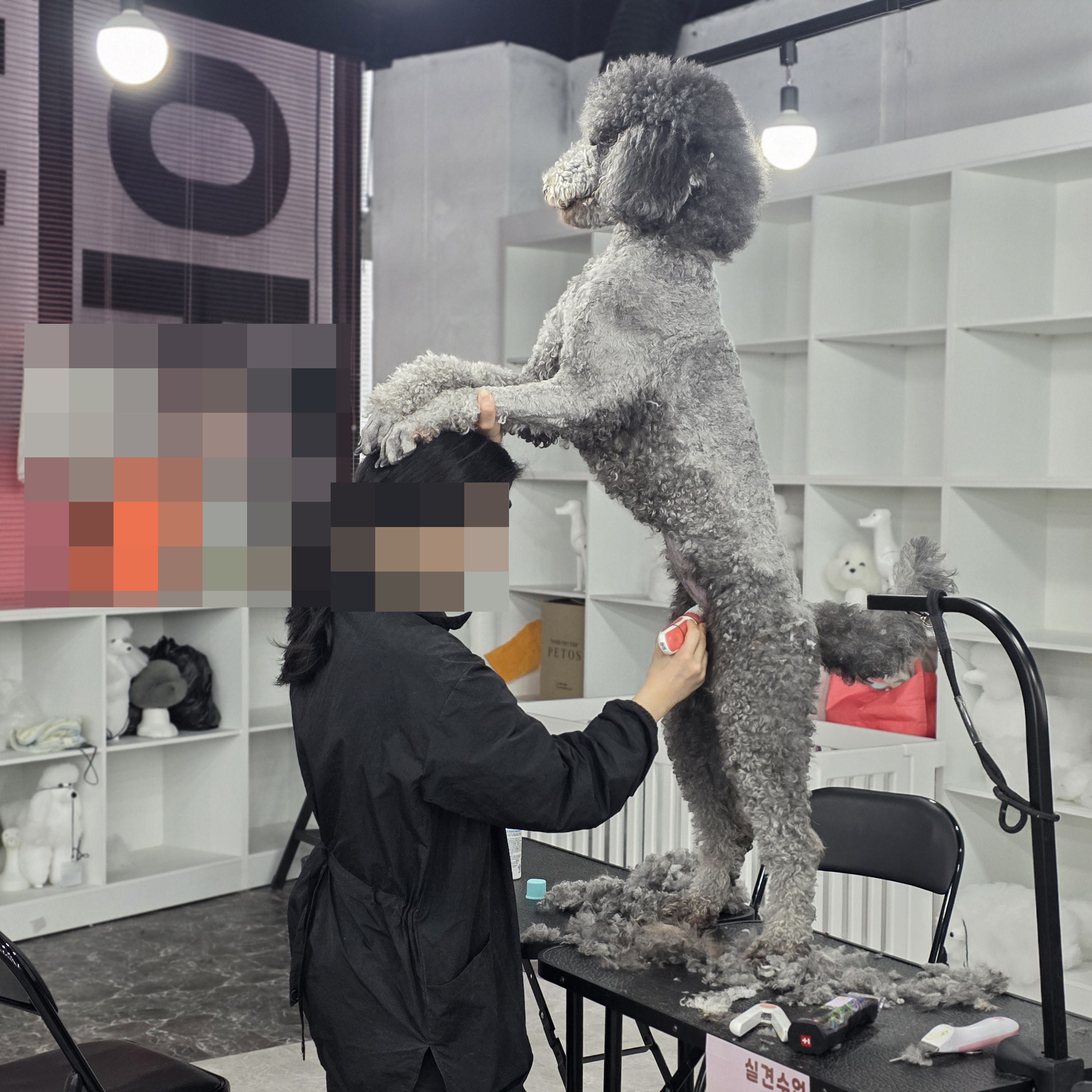 응암애견미용학원