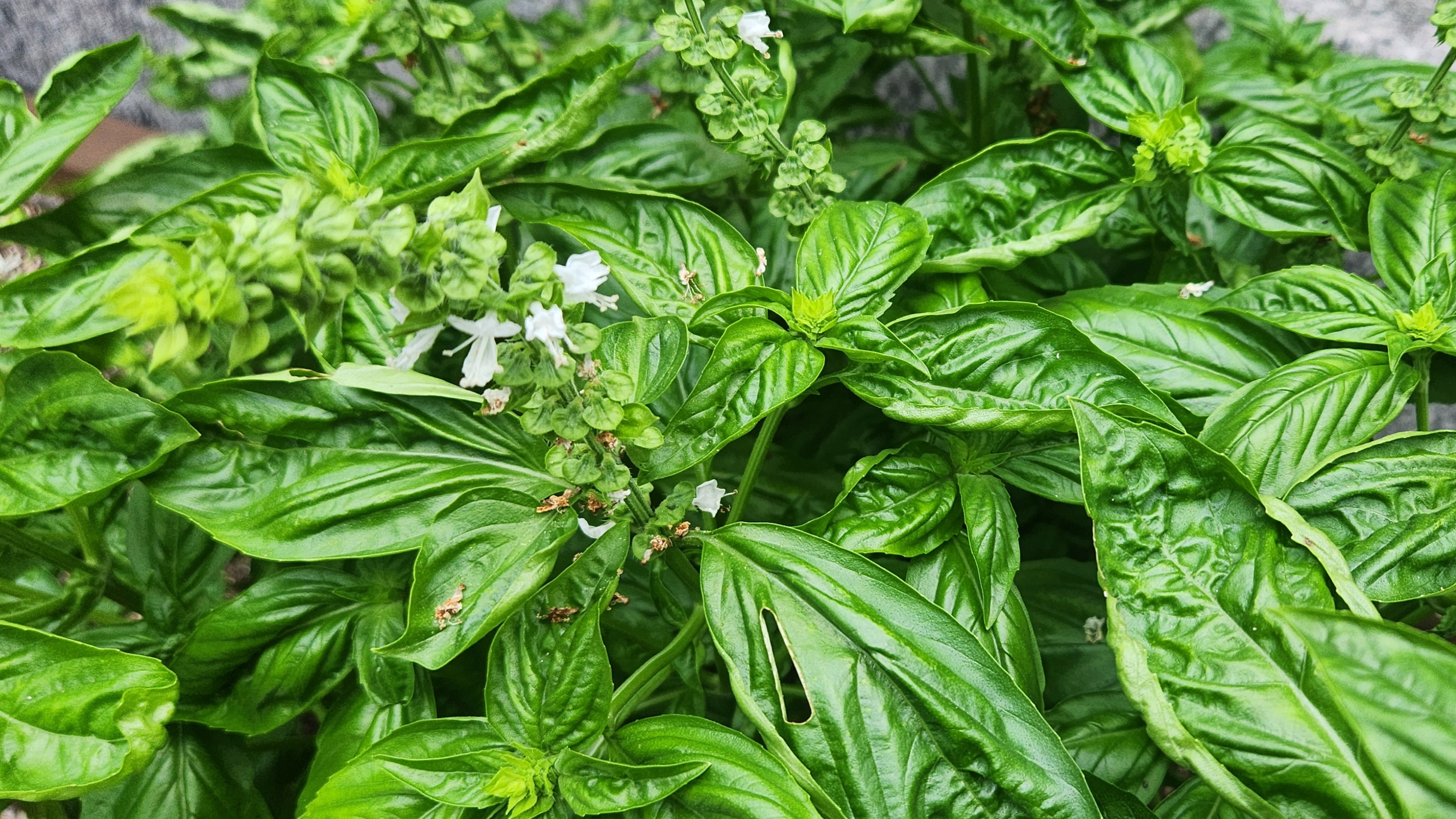 바질차에 사용할 수 있는 신선한 바질잎과 꽃
