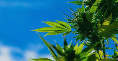 안동대마의 품종