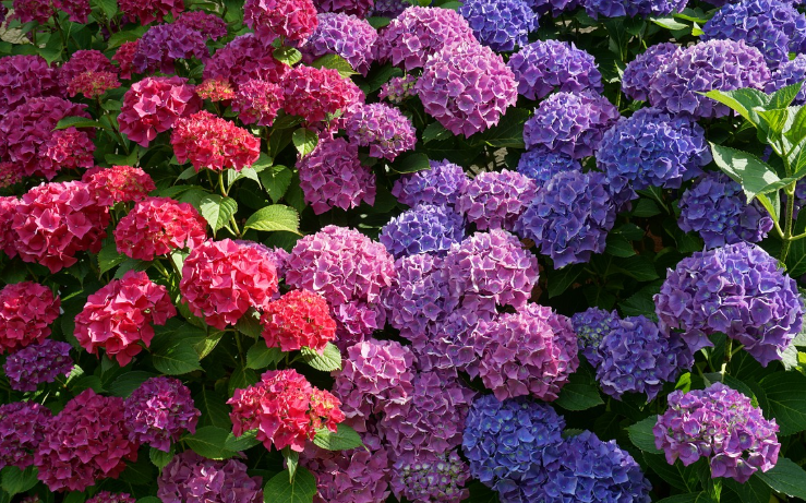 수국 개화 시기