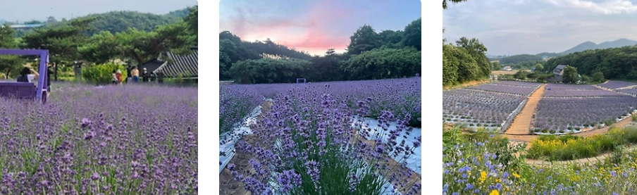 고창 청농원 라벤더 꽃밭 전경 사진