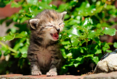 고양이의 종류별 울음소리를 연상시키는 이미지