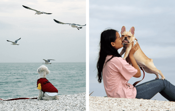 김포공항 애견센터 독독