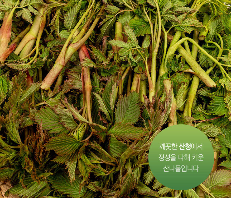경남 산청 산나물 &lsquo;눈개승마&rsquo; 구매처