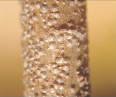 밤나무둥근깍지벌레