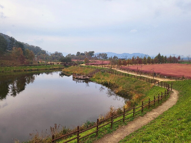 함안 악양생태공원 핑크뮬리