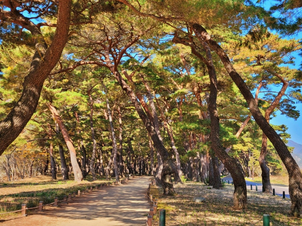 운문사 단풍5