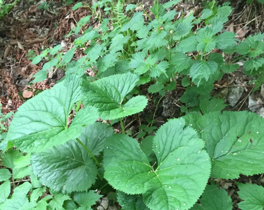 취나물 무침 및 삶는 법 (+ 재배법 장아찌 만들기)