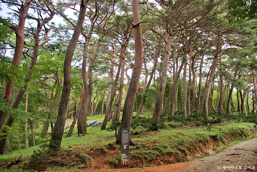 아홉산숲