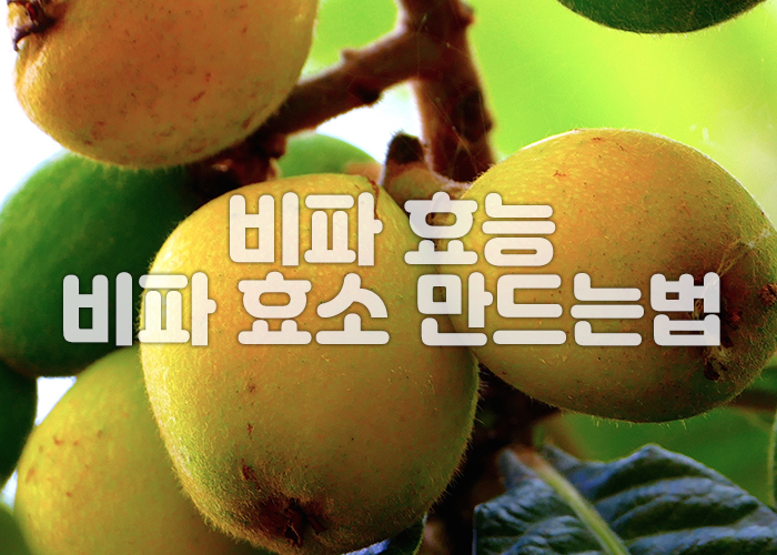 비파 나무 가지에 비파 열매가 열려있다