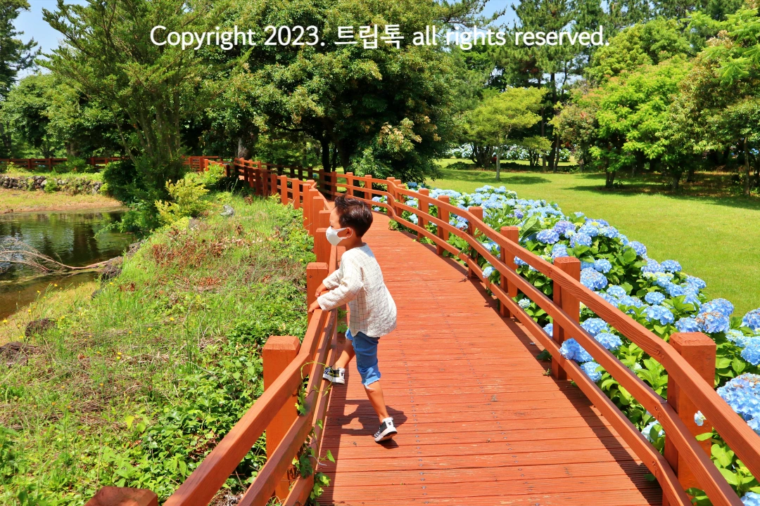 왼쪽엔 연못 가운데 데크길 오른쪽에 수국이 피어있고 데크에 한 아이가 연못을 보고있다