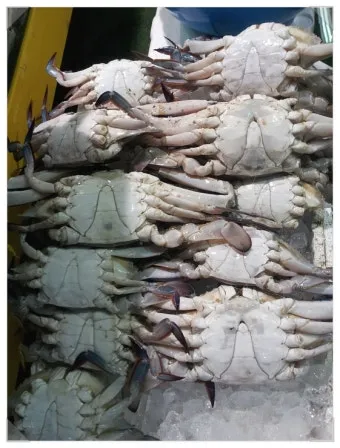 6월 꽃게 금어기 정확한 일정과 유통 제한 상세 정보 총정리_11