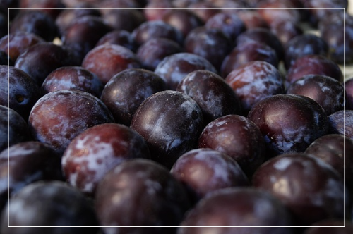 자두 (백자두&middot;흑자두)2 