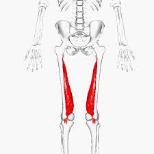 내측 대퇴사두근 (Vastus Medialis)