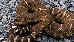 뱀이 눈을 뜨고 나를 바라보는 꿈해몽